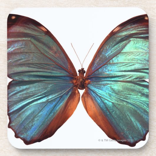 Schmetterling mit Flügeln verbreitete 2 Getränkeuntersetzer (Vorderseite)