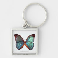 Schmetterling mit Flügeln verbreitete 2