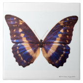 Schmetterling mit Flügeln verbreitete 3 Fliese (Vorderseite)