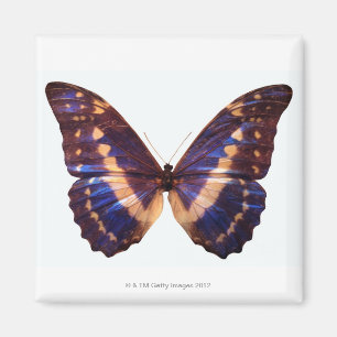 Schmetterling mit Flügeln verbreitete 3 Magnet