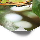 Schmetterling mit Naher Spitze 8x10 Fotodruck (Ecke)