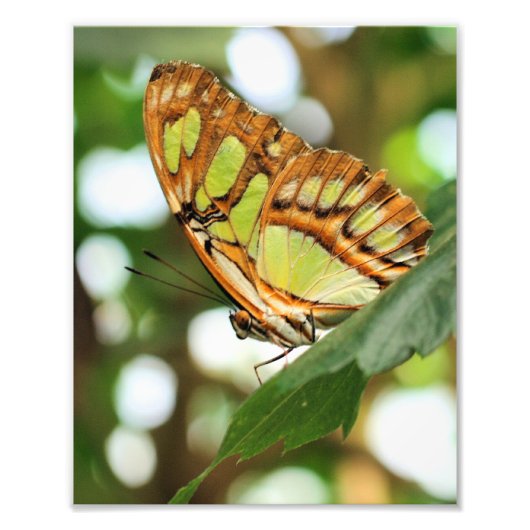 Schmetterling mit Naher Spitze 8x10 Fotodruck (Vorne)