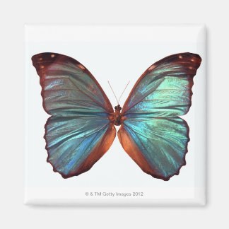Schmetterling mit Tragflächen 2 Magnet