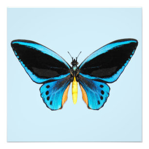Schmetterling mit Vogelflügeln Fotodruck