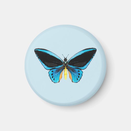 Schmetterling mit Vogelflügeln Magnet (Vorne)