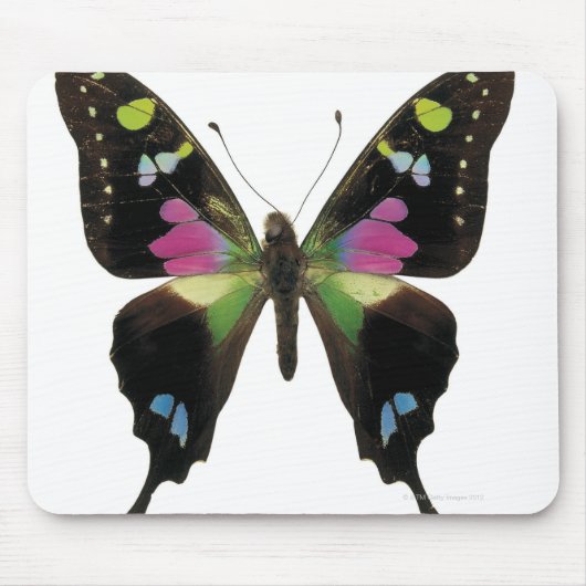 Schmetterling Mousepad (Vorne)