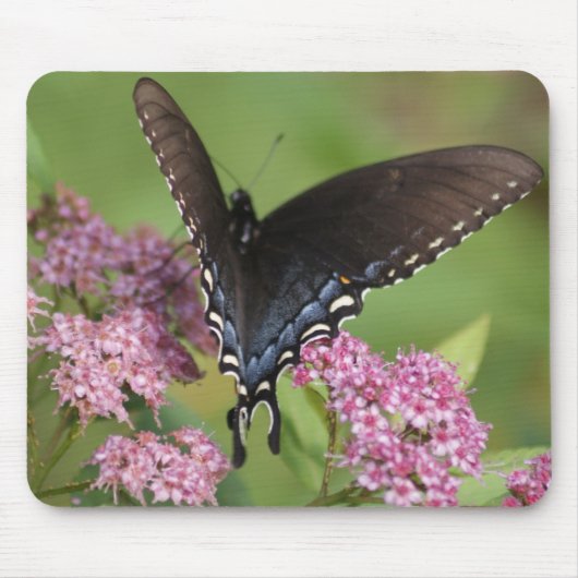 Schmetterling Mousepad (Vorne)
