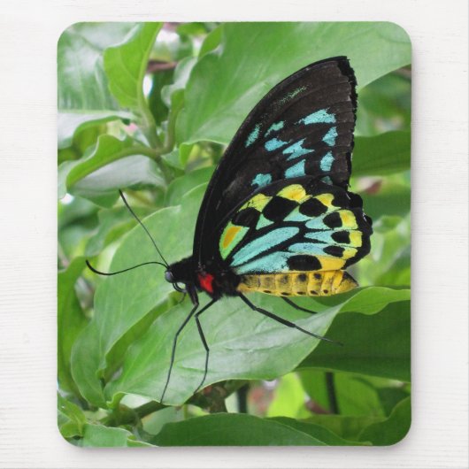 Schmetterling Mousepad! Mousepad (Vorne)