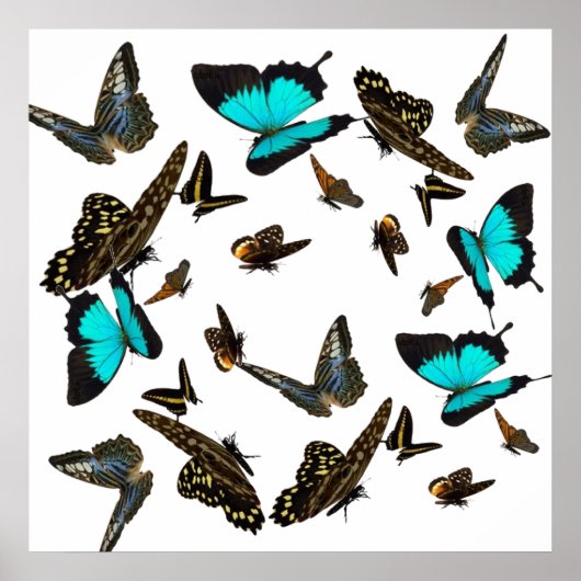 Schmetterling-Multiplakat 24X24" Poster (Vorne)