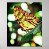 Schmetterling Nah Poster (Vorne)