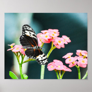 Schmetterling-Natur-Insekten Rosa Blume Poster