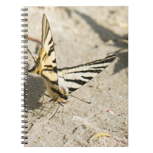 Schmetterling Notizblock (Vorderseite)