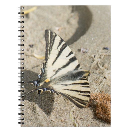 Schmetterling Notizblock (Vorderseite)