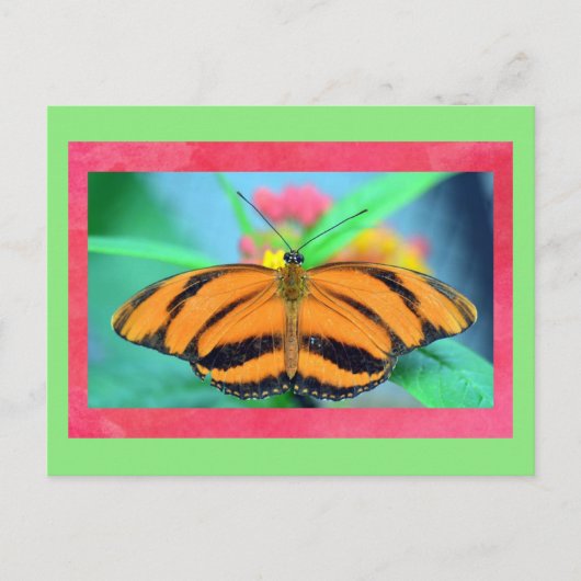 Schmetterling-Pockkarte Postkarte (Vorderseite)