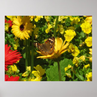 Schmetterling Poster