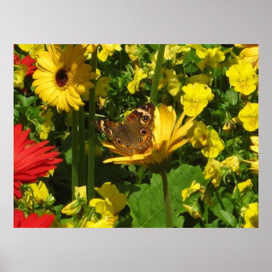 Schmetterling Poster (Vorne)