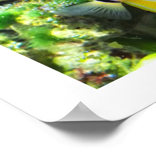 Schmetterling Poster (Ecke)