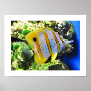 Schmetterling Poster