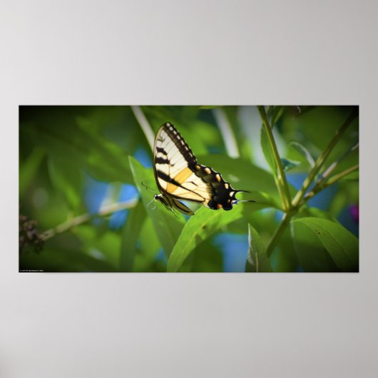 Schmetterling, poster (Vorne)