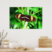 Schmetterling Poster (Küche)
