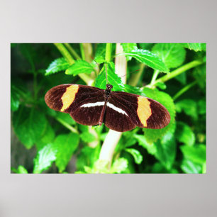 Schmetterling Poster