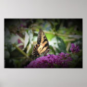 Schmetterling, Poster (Vorne)