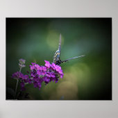 Schmetterling, Poster (Vorne)
