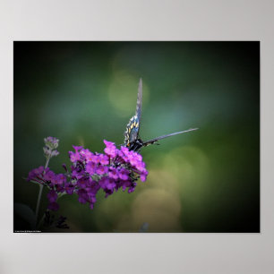 Schmetterling, Poster
