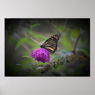 Schmetterling, Poster
