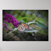 Schmetterling, Poster (Vorne)