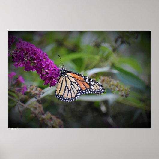 Schmetterling, Poster (Vorne)