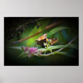 Schmetterling, Poster (Vorne)