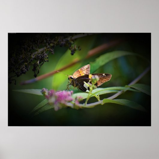 Schmetterling, Poster (Vorne)