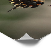 Schmetterling, Poster (Ecke)
