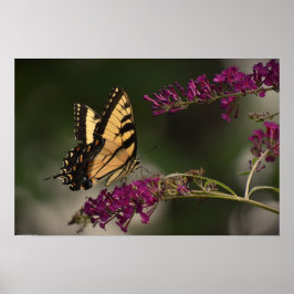 Schmetterling, Poster