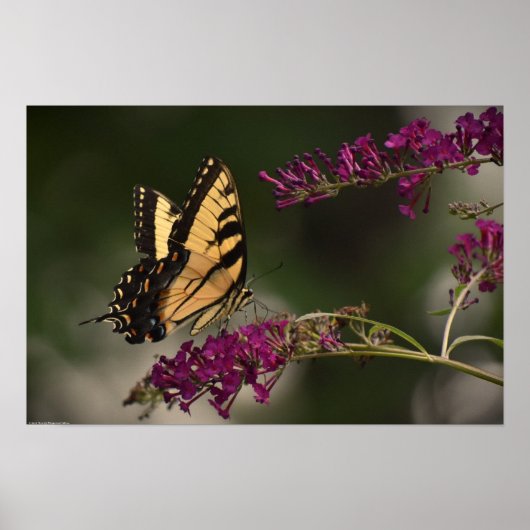 Schmetterling, Poster (Vorne)