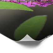 Schmetterling, Poster (Ecke)