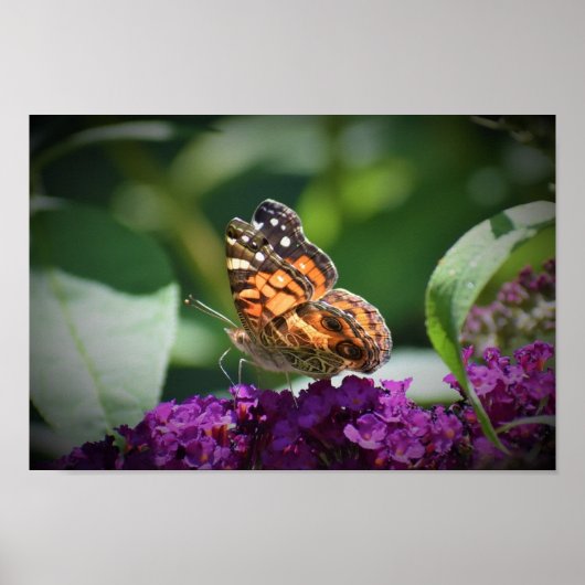 Schmetterling, Poster (Vorne)