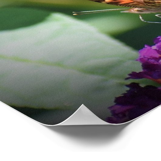 Schmetterling, Poster (Ecke)