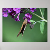 Schmetterling, Poster (Vorne)