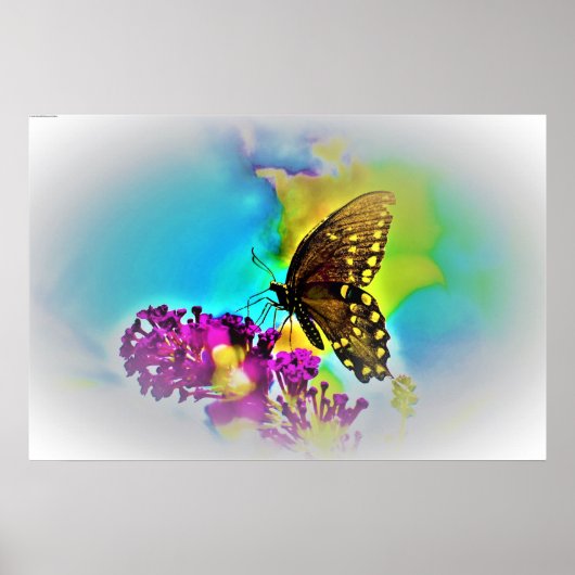 Schmetterling, Poster (Vorne)