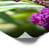 Schmetterling, Poster (Ecke)