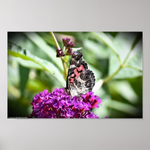 Schmetterling, Poster