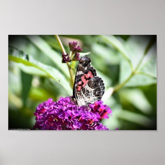 Schmetterling, Poster (Vorne)