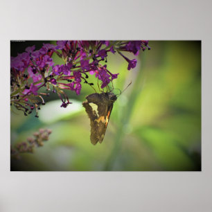 Schmetterling, Poster