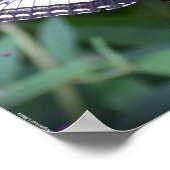 Schmetterling, Poster (Ecke)