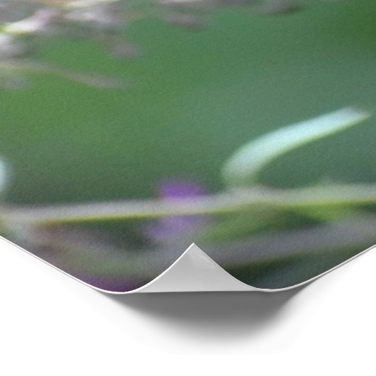 Schmetterling, Poster (Ecke)