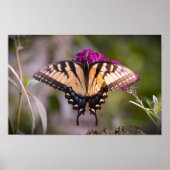 Schmetterling, Poster (Vorne)