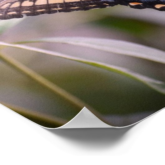 Schmetterling, Poster (Ecke)