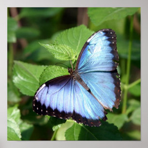 Schmetterling Poster